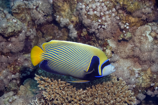 皇帝神仙魚