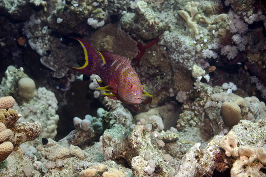 lyretail石斑魚