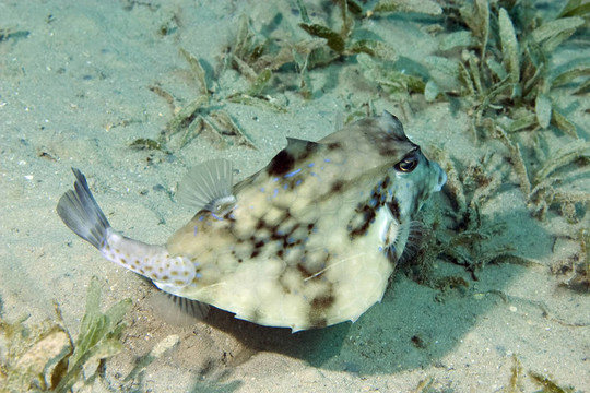 硬鱗魚