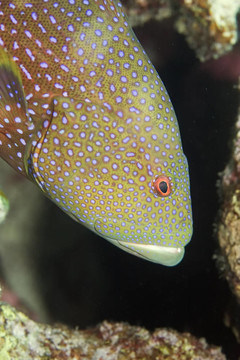 lyretail石斑魚