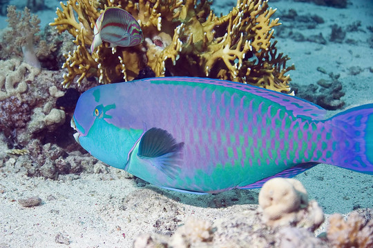 鸚嘴魚(yú)
