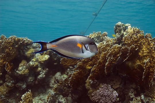 紅海刺尾魚