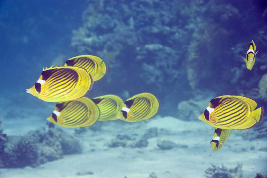 月斑蝴蝶魚
