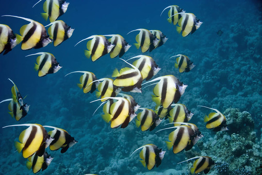 鰭魚