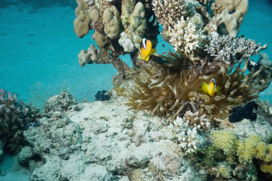 氣泡海葵和小丑魚