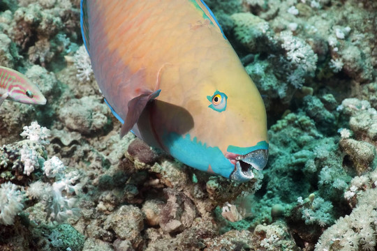 鸚嘴魚