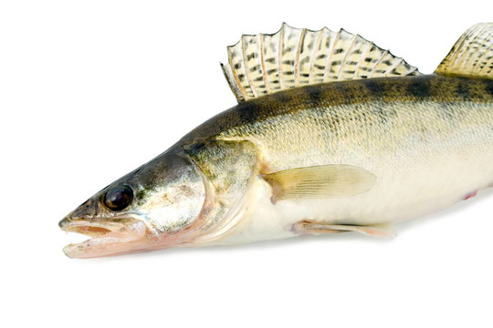 魚