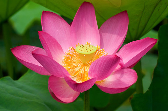蓮花