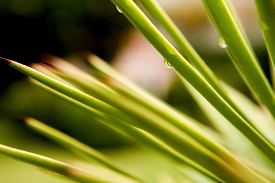 帶雨滴的綠葉