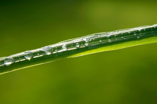 帶雨滴的綠葉