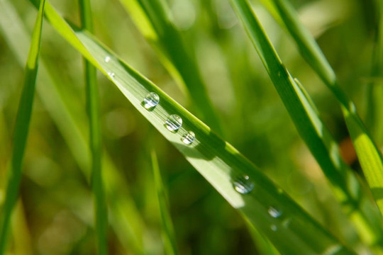 帶雨滴的綠葉