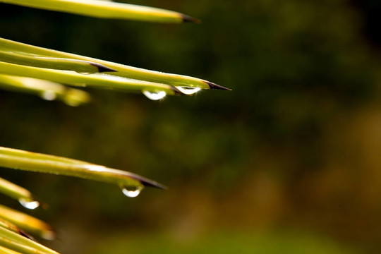帶雨滴的綠葉