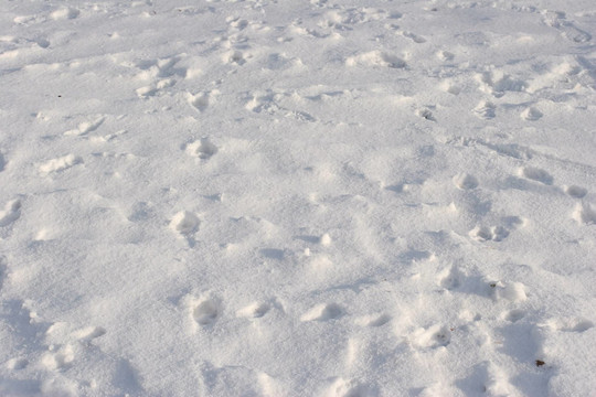 雪中的腳印
