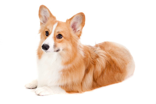 布朗和White Corgi