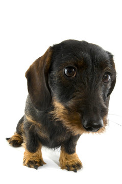 dachshond