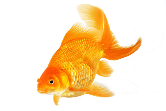 美麗的扇尾金魚