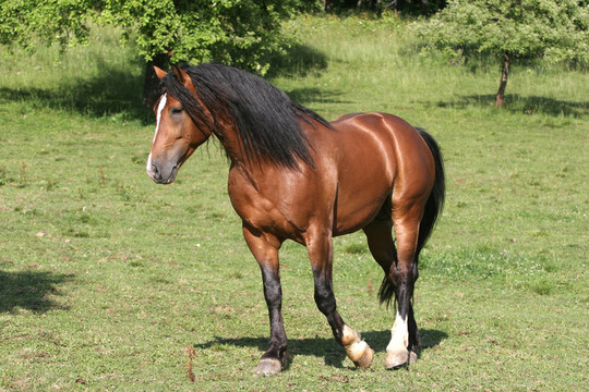 漂亮的馬