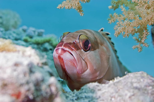 黑邊石斑魚