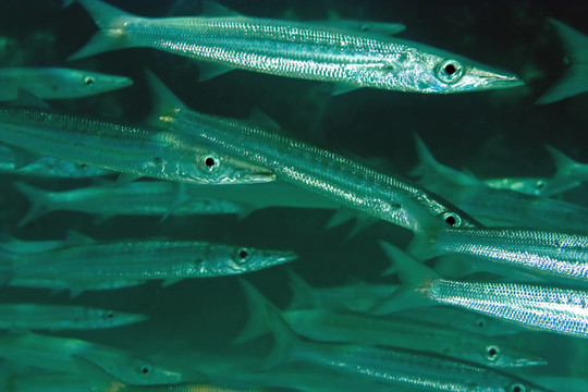 大梭魚