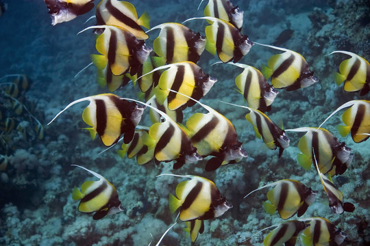 鰭魚(yú)