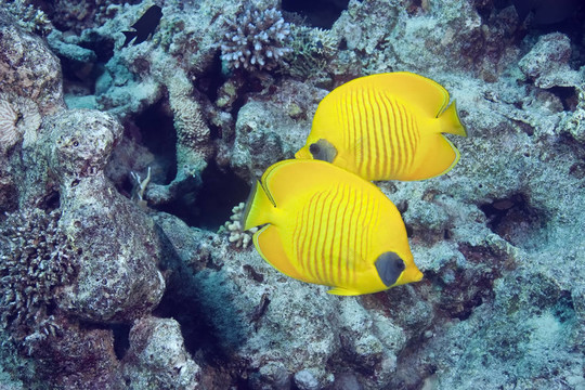 蒙面的蝴蝶魚