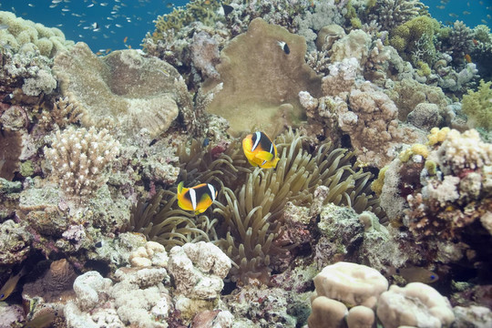 珊瑚和魚