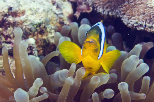 小丑魚