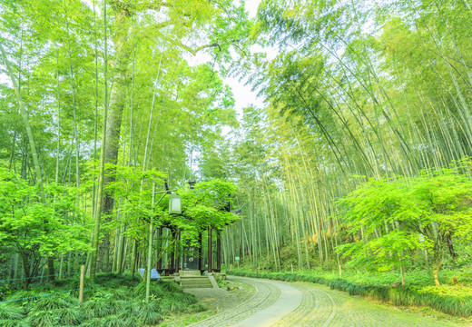 竹林