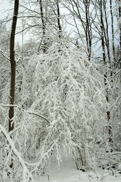 冰雪風(fēng)暴后的冬季景觀