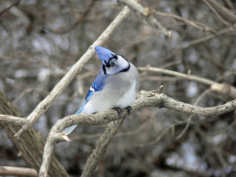 藍(lán)鳥(niǎo)
