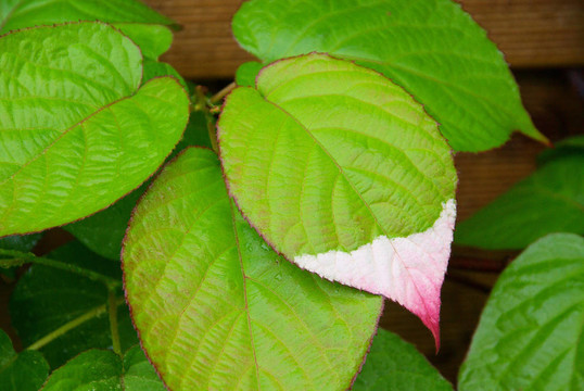 Actinidia kolomikta 02