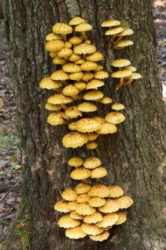 木耳（Pholiota aurivella）金scalycap
