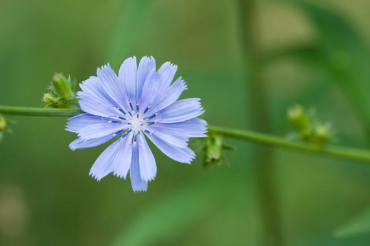 菊苣