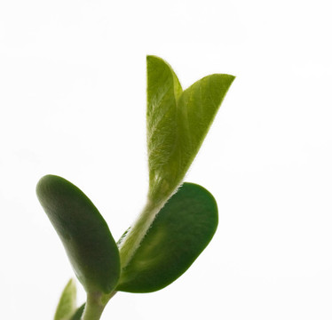 大豆