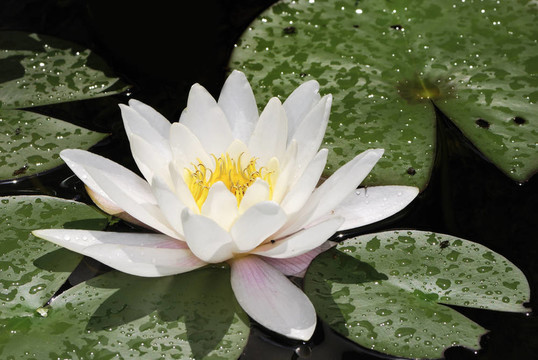 白蓮花