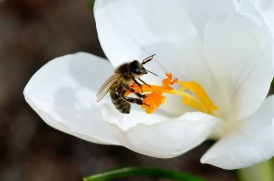 蜜蜂和花