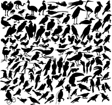 向量的鳥
