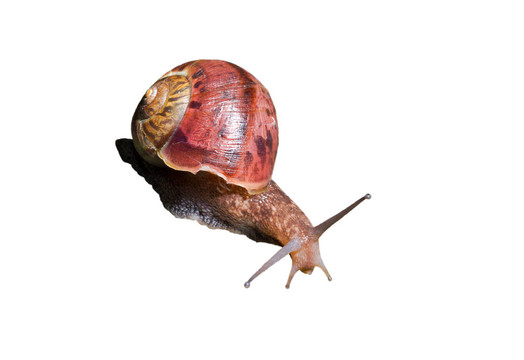 蝸牛16