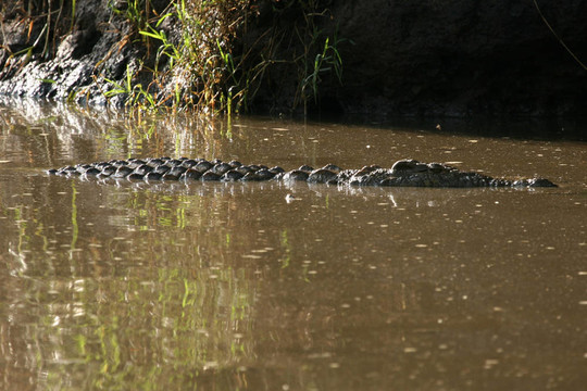 crocodille -塞倫蓋蒂野生動(dòng)物園；坦桑尼亞；非洲