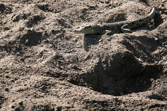 crocodille -塞倫蓋蒂野生動物園；坦桑尼亞；非洲