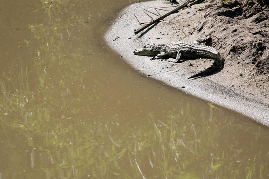 crocodille -塞倫蓋蒂野生動物園；坦桑尼亞；非洲
