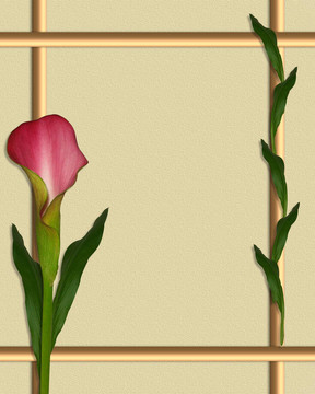 Calla Lily邊框