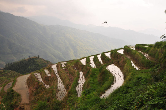 Longji梯田；桂林；中國