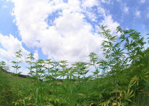 場大麻