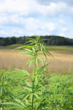 場大麻