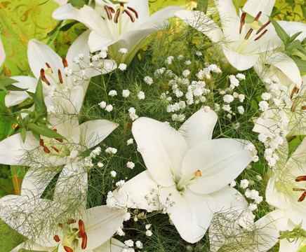 白色百合花