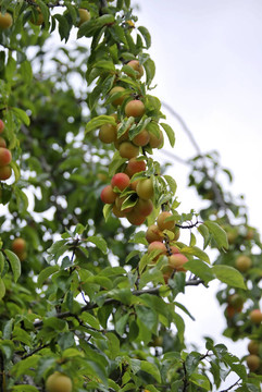 梅花樹(shù)