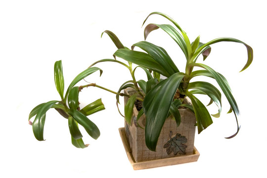 室內(nèi)植物