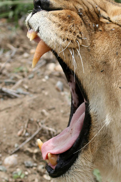 母獅子-塞倫蓋蒂野生動物園；坦桑尼亞；非洲