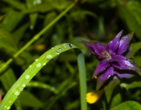 雨滴綠草